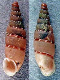 Tabella della Famiglia Clausilidae